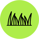 grass